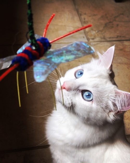 Yeti – Our Beloved Blue‑Eyed Ragdoll Cat