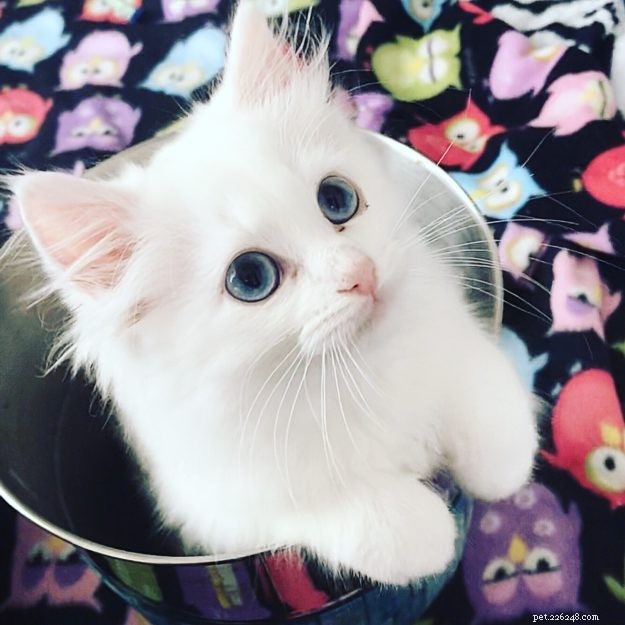 Yeti – Our Beloved Blue‑Eyed Ragdoll Cat