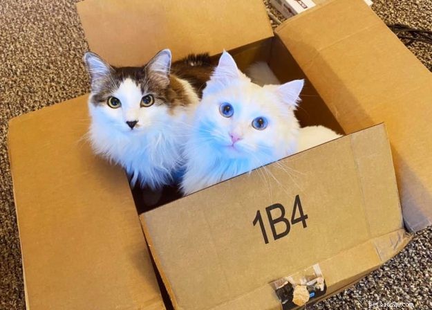 Yeti – Our Beloved Blue‑Eyed Ragdoll Cat