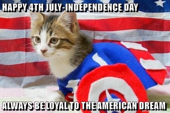 10 Patriotic & Hilarious 4th of July Cat Memes