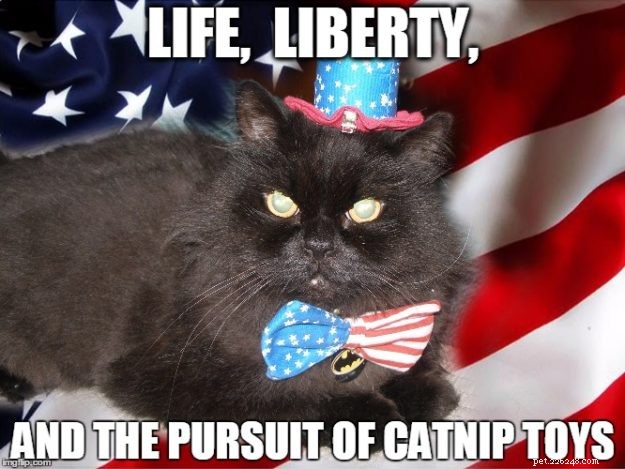 10 Patriotic & Hilarious 4th of July Cat Memes
