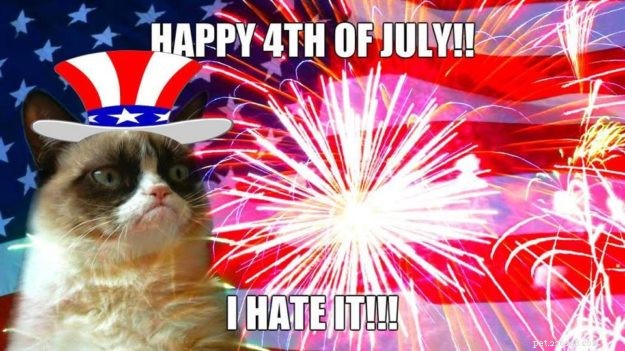 10 Patriotic & Hilarious 4th of July Cat Memes