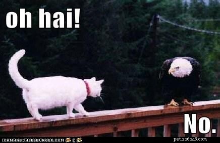 10 Patriotic & Hilarious 4th of July Cat Memes