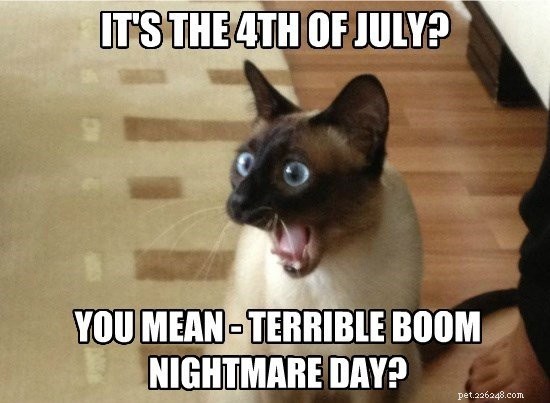 10 Patriotic & Hilarious 4th of July Cat Memes