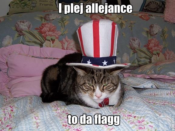 10 Patriotic & Hilarious 4th of July Cat Memes