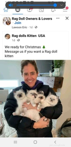 Beware of Ragdoll Breeder Scams: Spot Fraud from  RAGDOLL FAMILY  &  Ragdoll Giants 