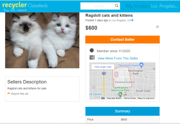 Beware of Ragdoll Breeder Scams: Spot Fraud from  RAGDOLL FAMILY  &  Ragdoll Giants 