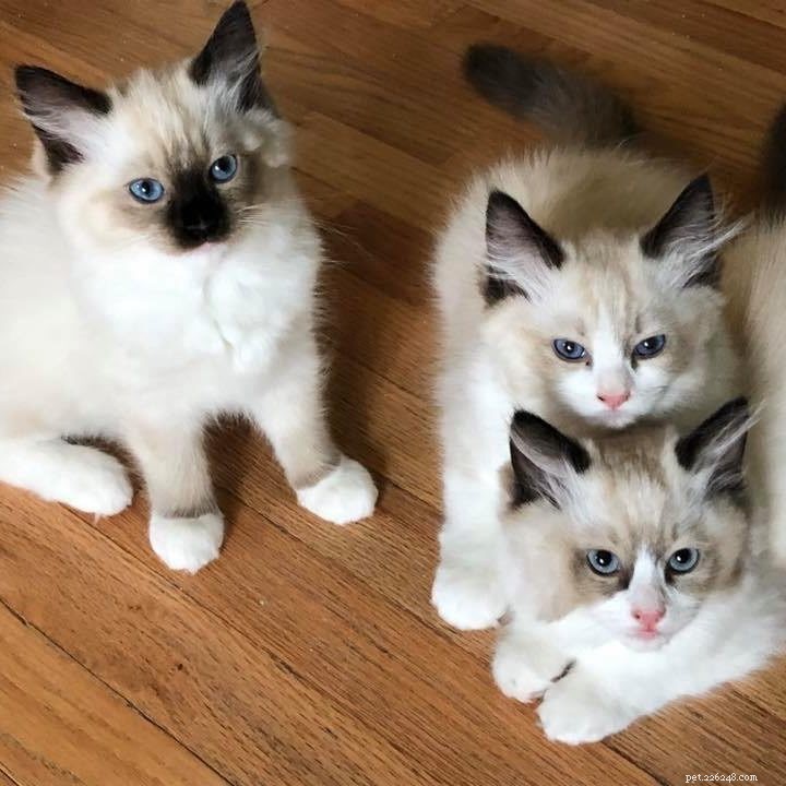 Beware of Ragdoll Breeder Scams: Spot Fraud from  RAGDOLL FAMILY  &  Ragdoll Giants 