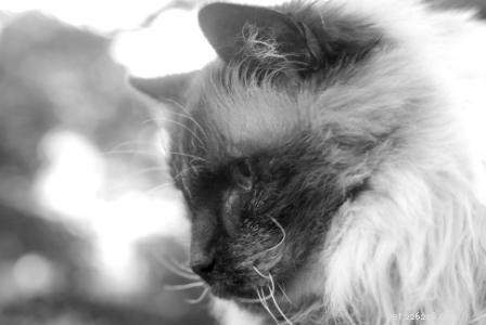 Beware of Ragdoll Breeder Scams: Spot Fraud from  RAGDOLL FAMILY  &  Ragdoll Giants 