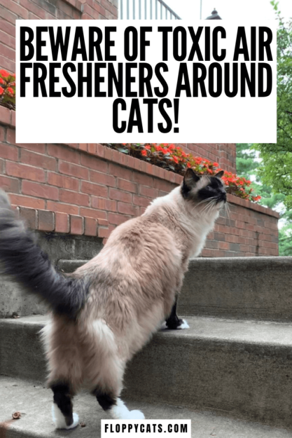 Are Air Fresheners Harmful to Cats? What You Need to Know