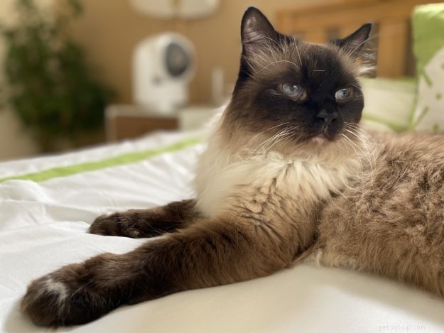 Purrified Air: Advanced Litter Box Odor Eliminator & Air Filter