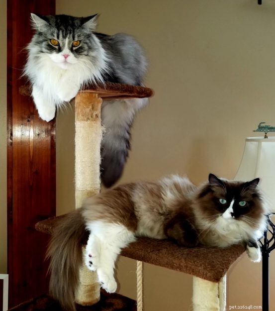 Ragdoll vs. Ragamuffin: Key Differences & Why Both Make Great Pets