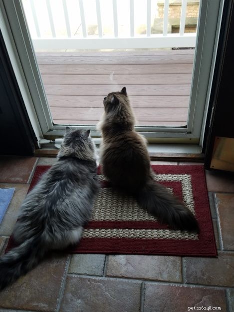 Ragdoll vs. Ragamuffin: Key Differences & Why Both Make Great Pets