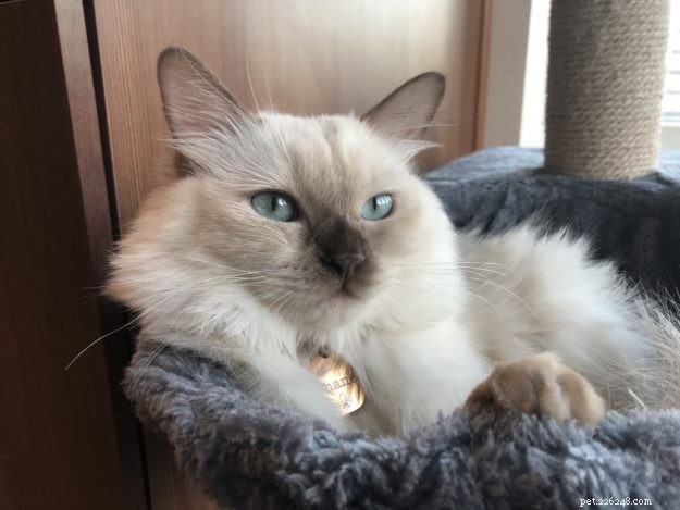 Meet Chanel: Our Featured Ragdoll Kitten of the Month
