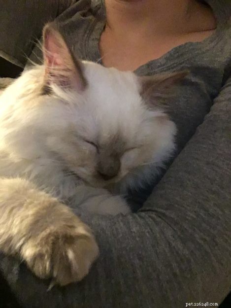Meet Chanel: Our Featured Ragdoll Kitten of the Month