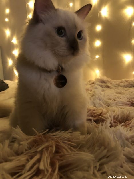 Meet Chanel: Our Featured Ragdoll Kitten of the Month