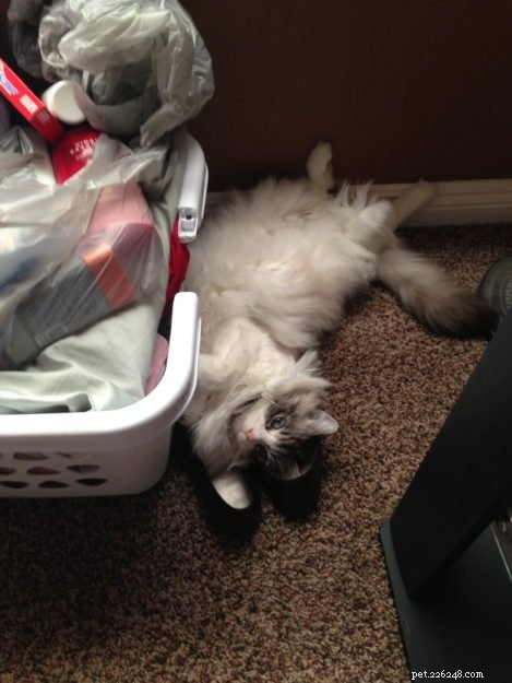 Nessie Burke: Meet Our Ragdoll of the Week