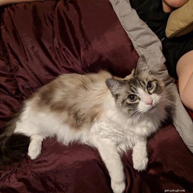 Nessie Burke: Meet Our Ragdoll of the Week