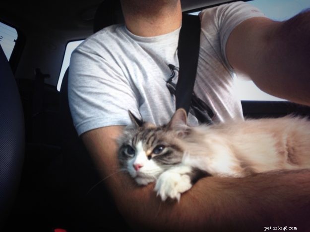 Nessie Burke: Meet Our Ragdoll of the Week