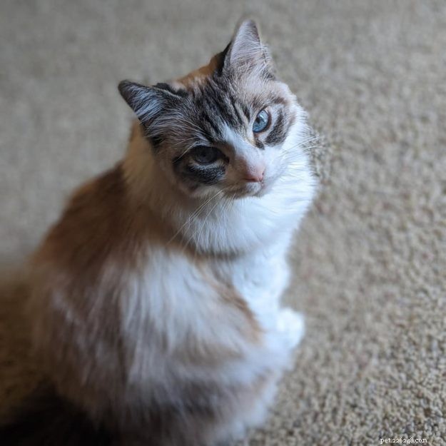 Nessie Burke: Meet Our Ragdoll of the Week
