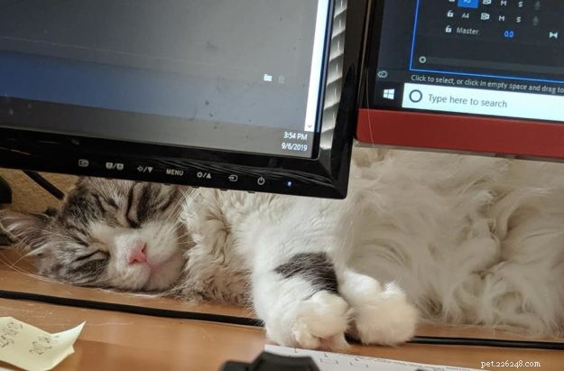 Nessie Burke: Meet Our Ragdoll of the Week