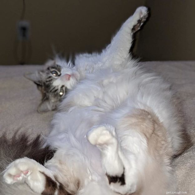 Nessie Burke: Meet Our Ragdoll of the Week