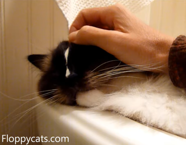 Understanding Why Cats Purr and Then Bite: A Guide to Feline Affection