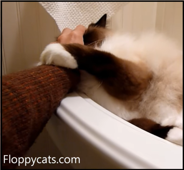 Understanding Why Cats Purr and Then Bite: A Guide to Feline Affection