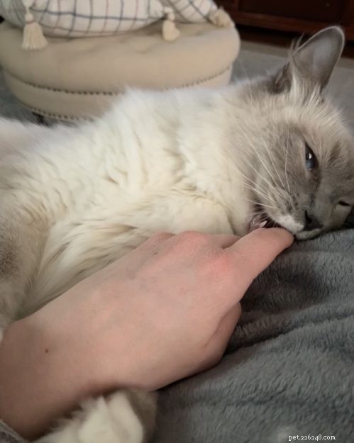 Understanding Why Cats Purr and Then Bite: A Guide to Feline Affection
