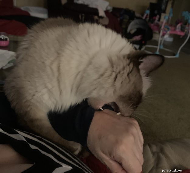 Understanding Why Cats Purr and Then Bite: A Guide to Feline Affection