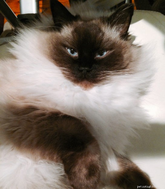 Bronx: Heartwarming Rescue Ragdoll’s Journey to a Loving Home