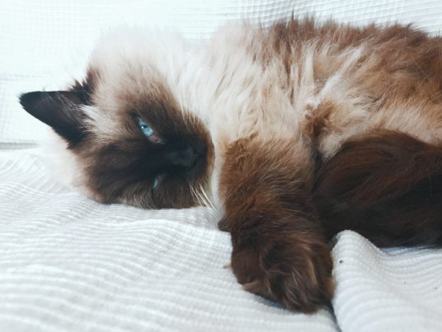 Bronx: Heartwarming Rescue Ragdoll’s Journey to a Loving Home