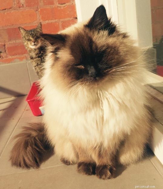 Bronx: Heartwarming Rescue Ragdoll’s Journey to a Loving Home