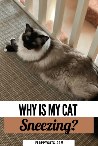Why Does My Cat Sneez? 8 Common Causes & What to Do