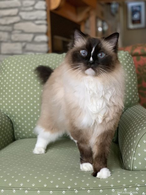 Why Does My Cat Sneez? 8 Common Causes & What to Do