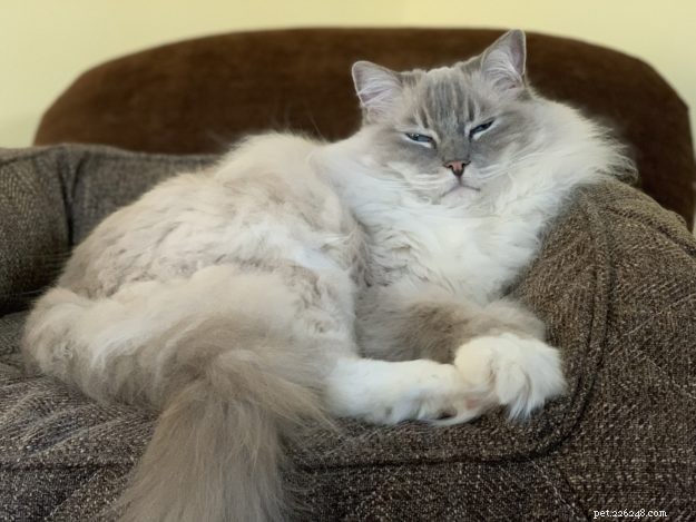 Why Does My Cat Sneez? 8 Common Causes & What to Do