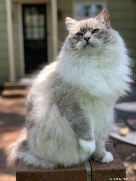 Why Does My Cat Sneez? 8 Common Causes & What to Do