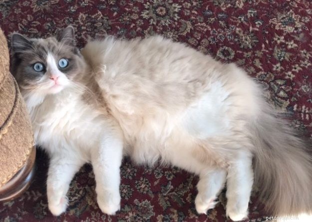 Mila – Ragdoll of the Week: A Dream Realized