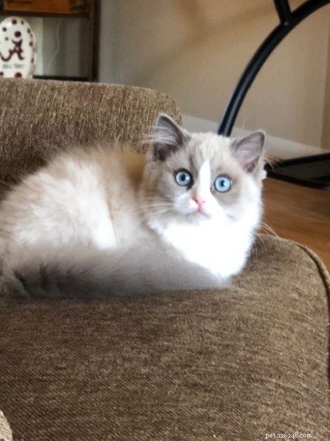 Mila – Ragdoll of the Week: A Dream Realized