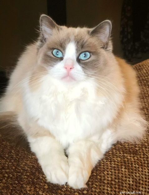 Mila – Ragdoll of the Week: A Dream Realized