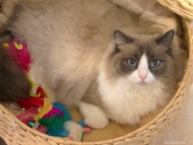 Mila – Ragdoll of the Week: A Dream Realized