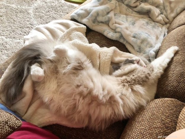 Mila – Ragdoll of the Week: A Dream Realized