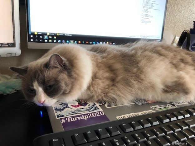 Mila – Ragdoll of the Week: A Dream Realized