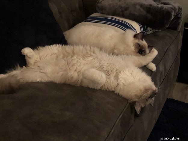 Blu! – Meet the Charming Ragdoll of the Week