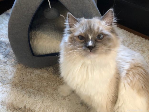 Blu! – Meet the Charming Ragdoll of the Week