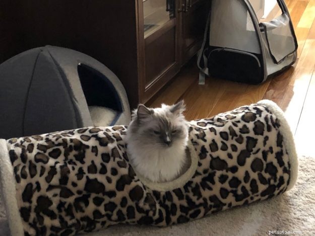 Blu! – Meet the Charming Ragdoll of the Week