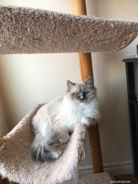 Blu! – Meet the Charming Ragdoll of the Week