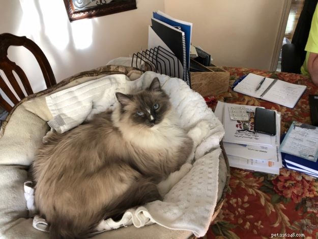 Blu! – Meet the Charming Ragdoll of the Week