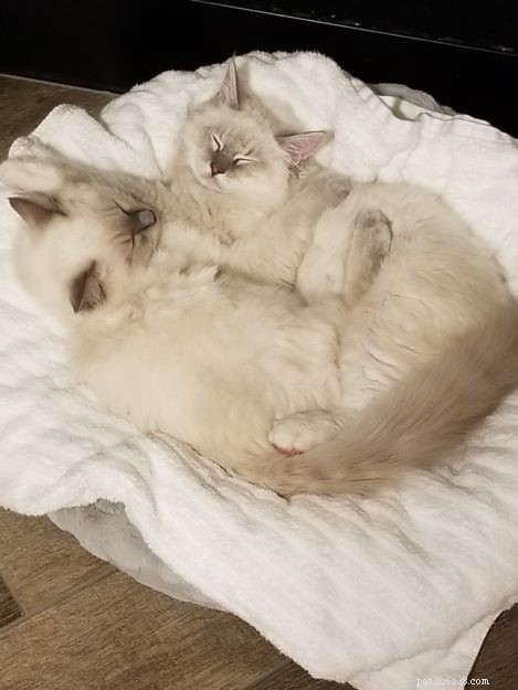 Introducing Kai & Lani: Celebrating Our Ragdoll Twins