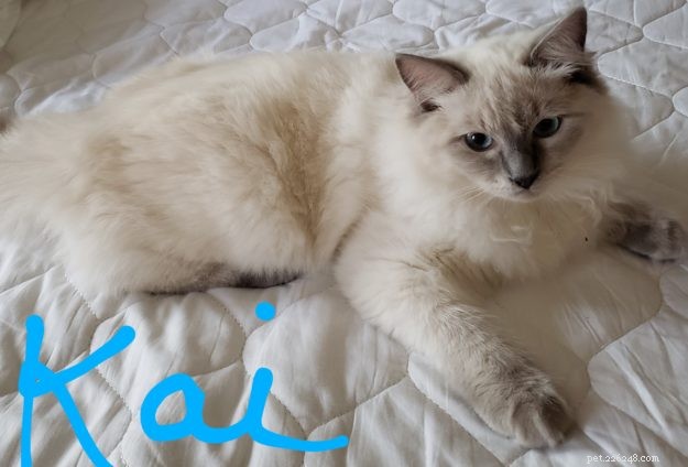 Introducing Kai & Lani: Celebrating Our Ragdoll Twins